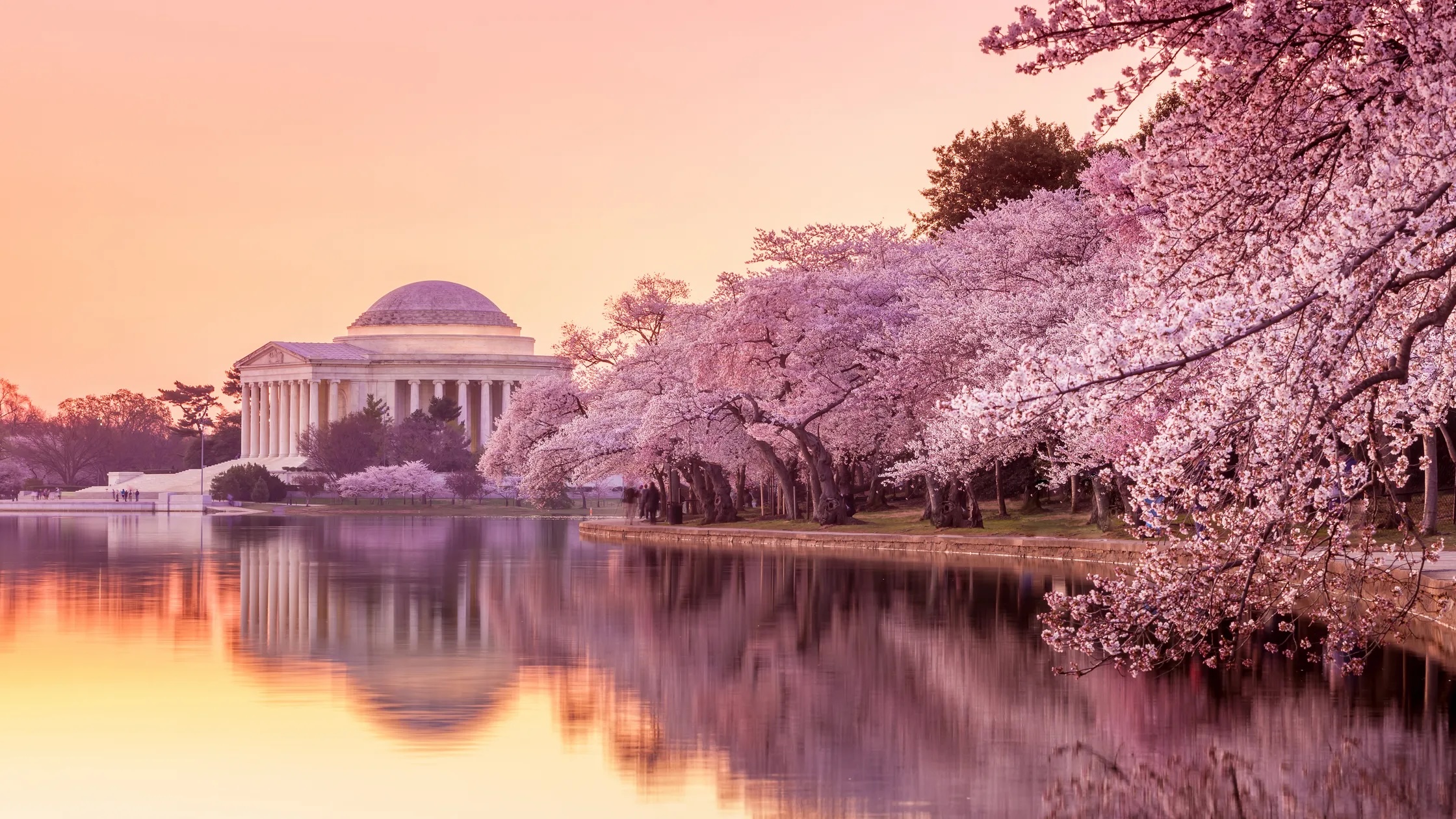 Jefferson Memorial and cherry blossoms in Washington, D.C.